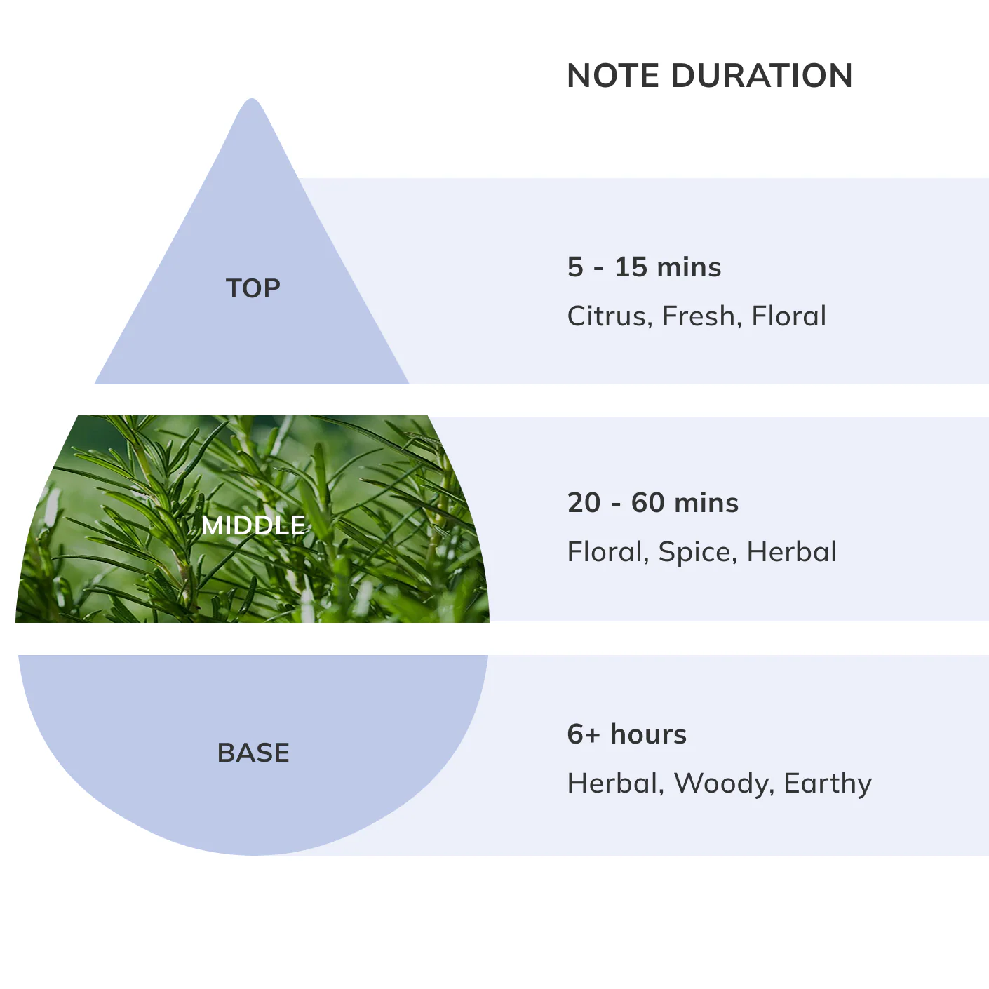 Rosemary Essential Oil - Image 4